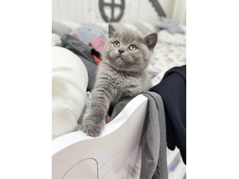 Ayı Surat British Shorthair