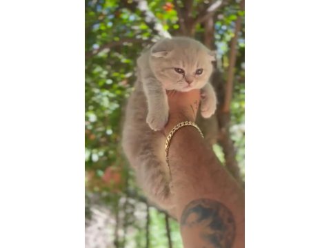 Scottish Fold Bebeklerimiz Teslime Hazırdır
