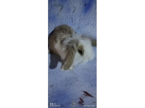 Teddy Lop Tavşan Yavrular