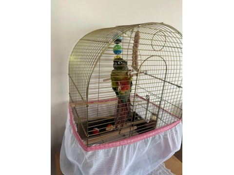 Konur Papağanı Kafes Ve Aksesuarları İle Birlikte
