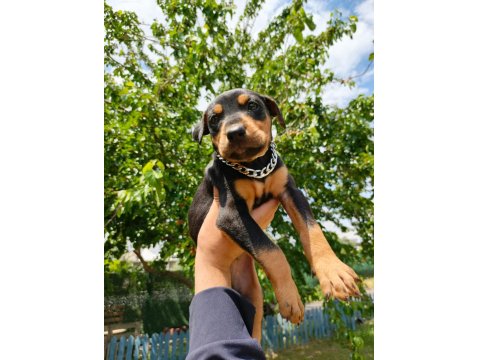 A Kalite Doberman Yavru Köpeğimiz