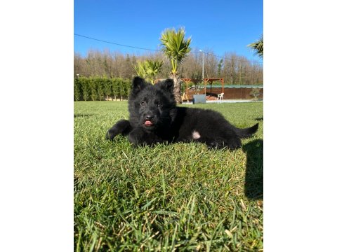 Solid Black (Siyah) Alman Kurdu Yavruları