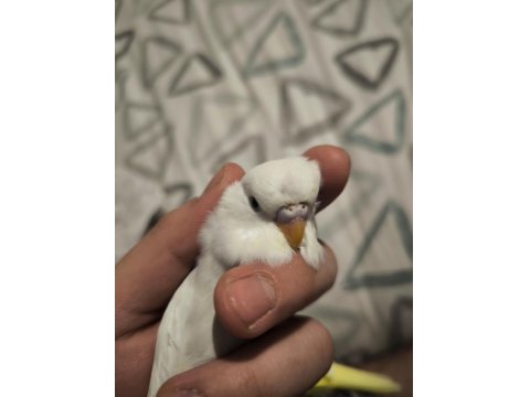 45 Günlük Muhabbet Kuşu Yavrular