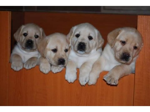 Labrador Retriever Yavruları
