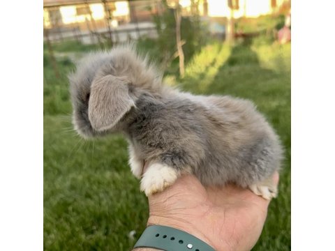 Hollanda Blue Lop Tavşanları Ve Beyaz Mavi Gözler