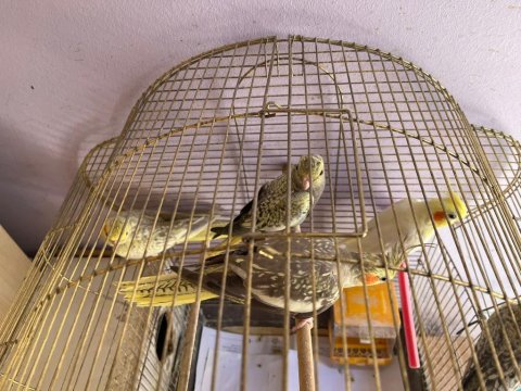 1,5 Aylık Yavru Sultan Papağanları