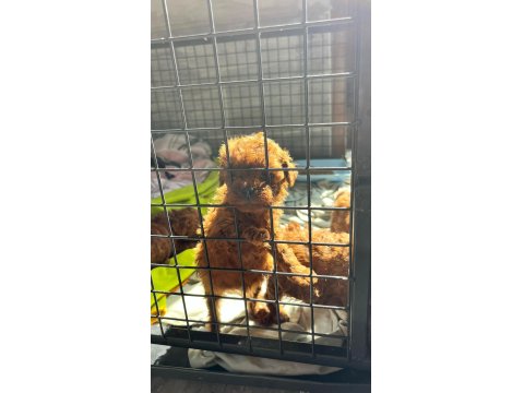 Kore Red-Brown Toy Poodle Yavrularımız