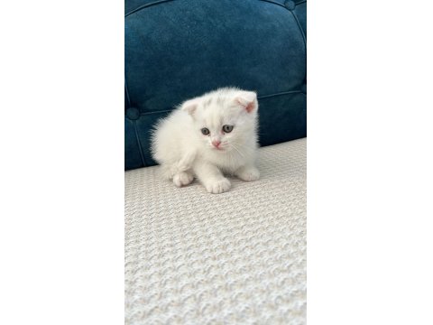 Kedimizi Sahiplendirme