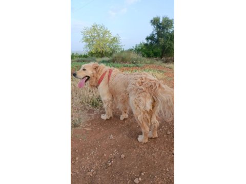 İki Yaşında Erkek Golden Retriever