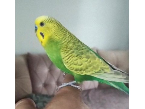 Konuşan Çift Veya Tek Muhabbet Kuşu