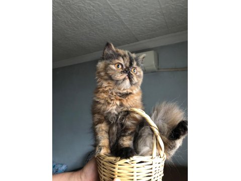 Sevimli İran Kedim Yeni Yuvasını Arıyor