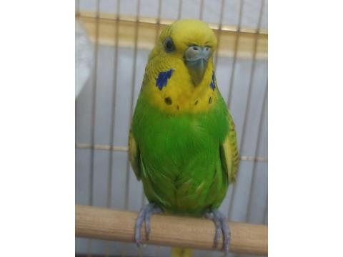 Çift Mutasyon Muhabbet Kuşu