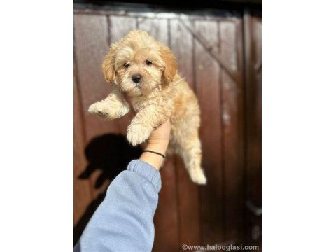 Mükemmel Tüy Yapısına Sahip Maltipoo Yavrularımız