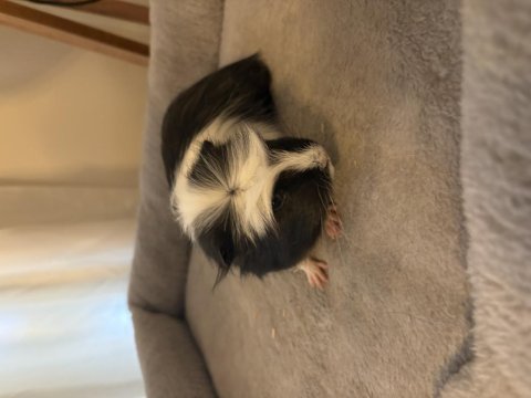 Yeni Guinea Pig Yavrularımıza Aile Olmak İster Misiniz?