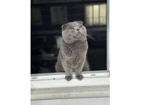 Scottish Fold Oğlum Aileye Verilecek