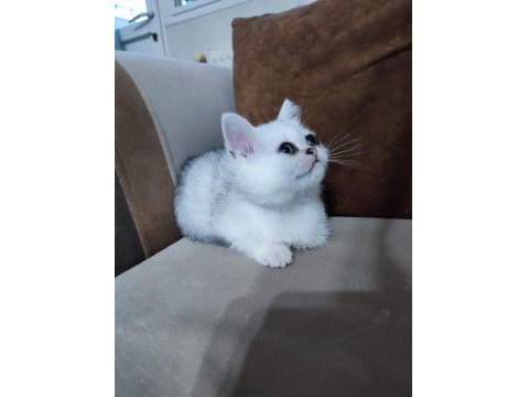 Sürmeli Ve Yeşil Gözlü Dişi British Yuvasına Hazır