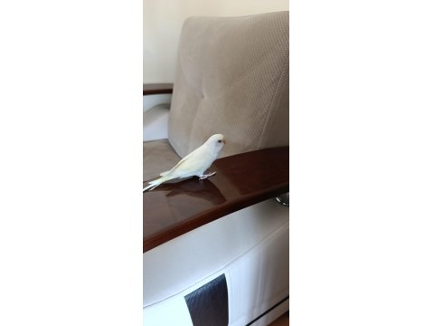 1 Aylık Yavru Dişi Muhabbet Kuşumuz