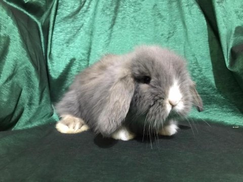 Kapıya Kadar Teslim Hollanda Teddy Lop Tavşanları