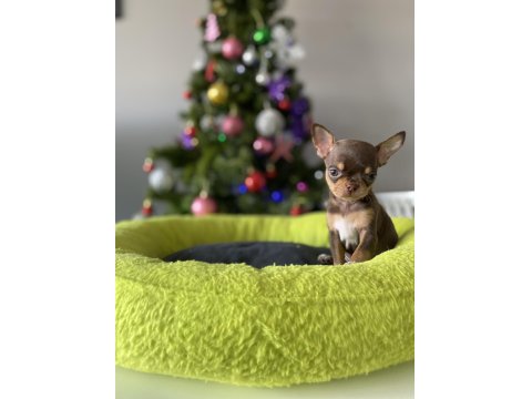 Sizde Safkan Chihuahua Sahibi Olmak İstiyorsanız