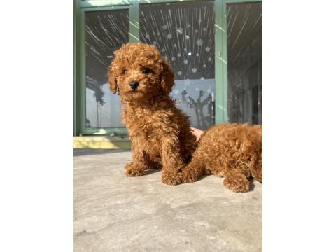 Red Brown Toy Poodle Bebeklerim