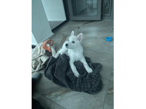 Oyuncu Beyaz Yavru Husky