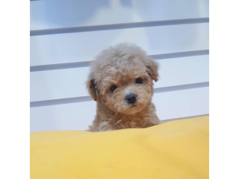 Chipli Pasaportlu Toy Poodle Yavruları