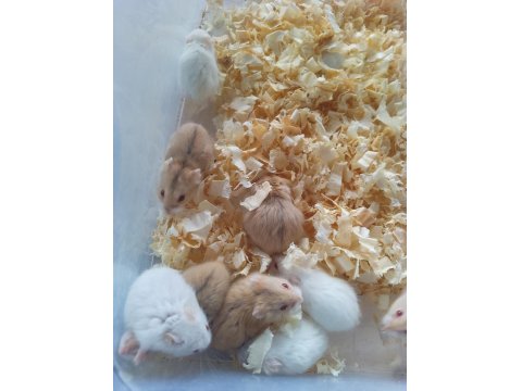Gonzales Hamster Bebekler