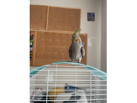 5 Aylık Dişi Sultan Papağanı