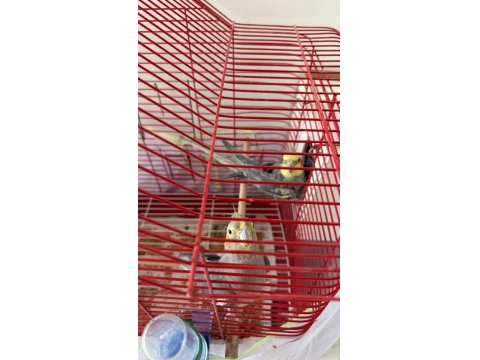 Yumurtalı Çift Sultan Papağanı