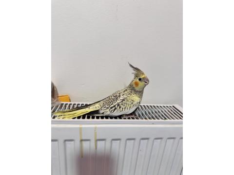 Sultan Papağanımız Sahiplendirilecek