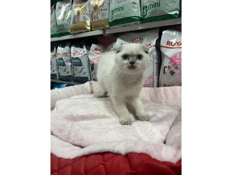 Türünün En Güzel Örneklerinden Scottish Fold Yavrularımız