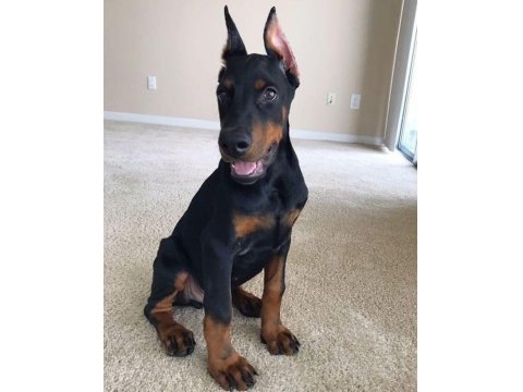 Sağlık Ve Irk Garantili Doberman