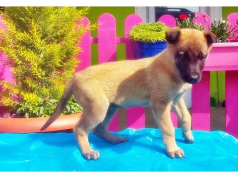 Belçika Kurdu Yavru