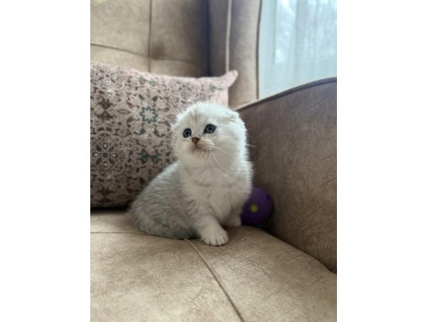 Wcf Kayıtlı Scottish Fold Shorthair - Seçkin Ailelere Özel