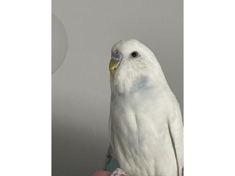 Muhabbet Kuşu Çift