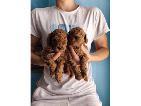 Toy Poodle Köpeğimiz