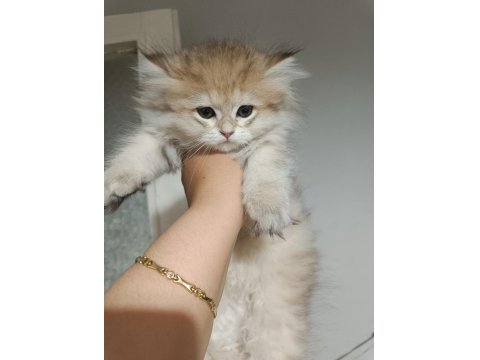 Dişi Golden British Longhair 2 Aylık