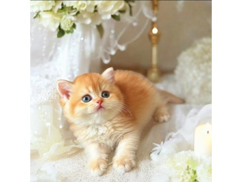 Lisanslı Üretim Evinden British Shorthair Golden