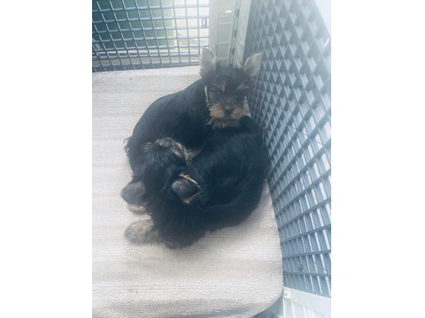 Safkan Yorkshire 2 Erkek