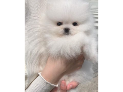 Ayı Surat Pomeranian Yavruları