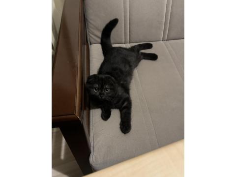 6 Aylık Black Smoke Scottish Fold