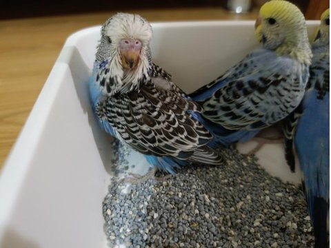 Muhabbet Kuşu Jumbo Yavru