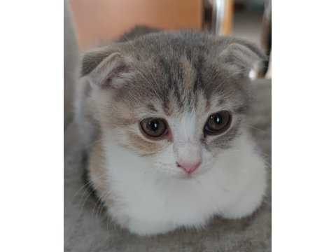 Scottish Fold Kedimiz Sahibini Arıyor
