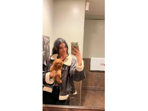 Toy Poodle Yavru Köpekler