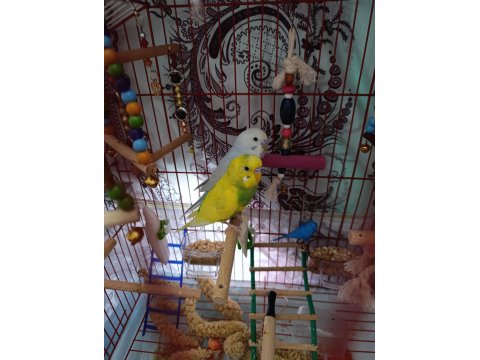 Kuşlar Vakit Ayıramadığımdan Dolayı Sahiplendirilecektir