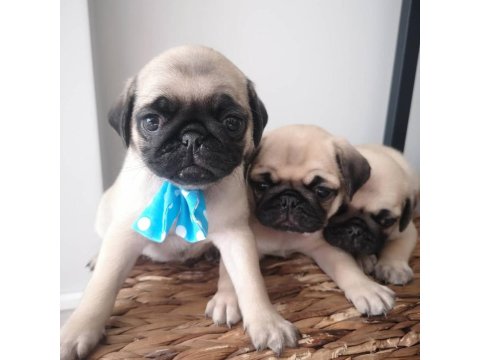 Namı Değer Pug Köpekler Rıfkı