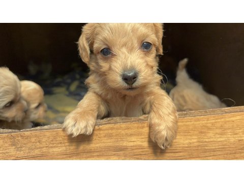 2 Aylık Poodle Yavrular İzmir