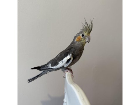 Sultan Papağanı Sahiplendirilecek