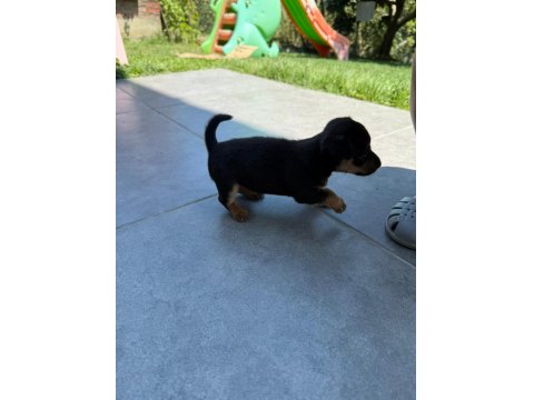 2 Tane Minyatür Pinscher 0 Numara