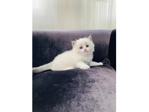 Ragdoll Safkan Anne Babadan A Kalite Yavrular